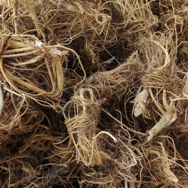 广西野生白花牛奶根牛奶根煲汤材料量大包邮