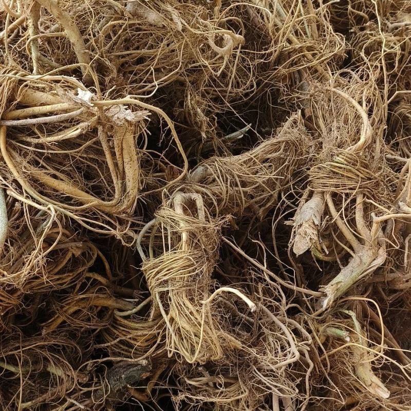 广西野生白花牛奶根牛奶根煲汤材料量大包邮