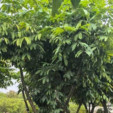 龙眼树苗各种各样果树规格齐全大量有货