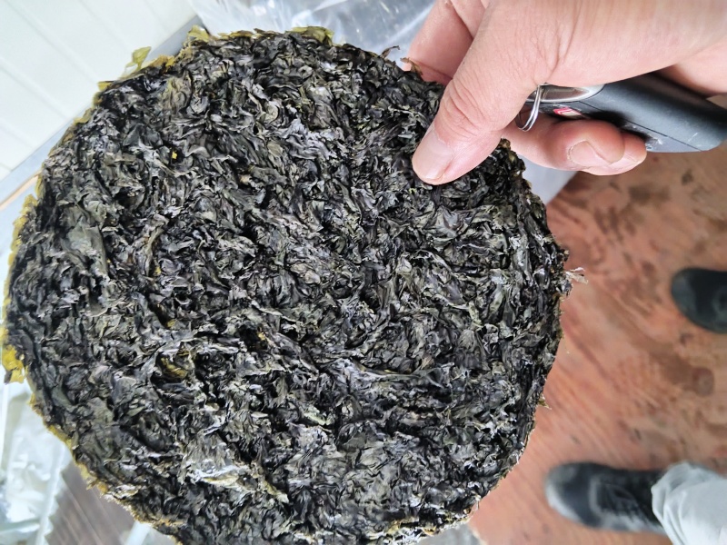 霞浦无沙圆饼紫菜(头水，二水，三水紫菜)