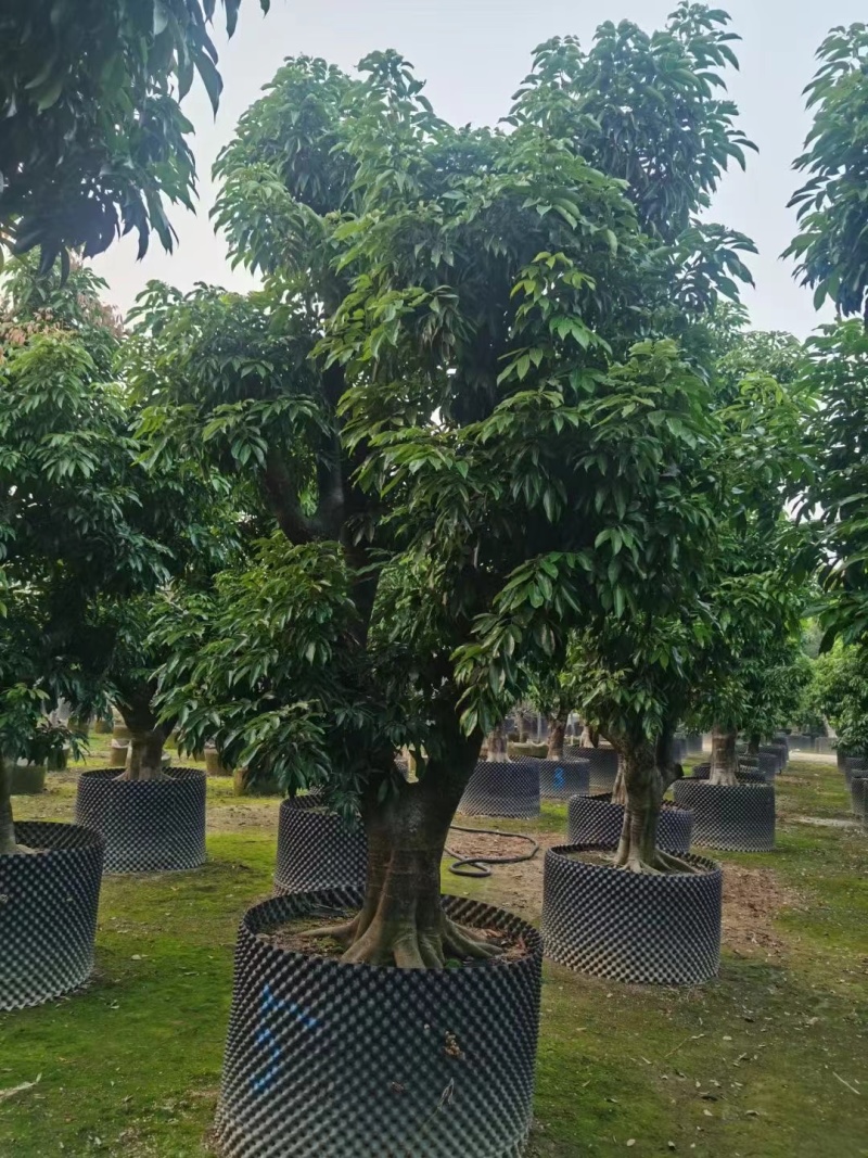 荔枝树各种各样果树规格都有可电联详谈