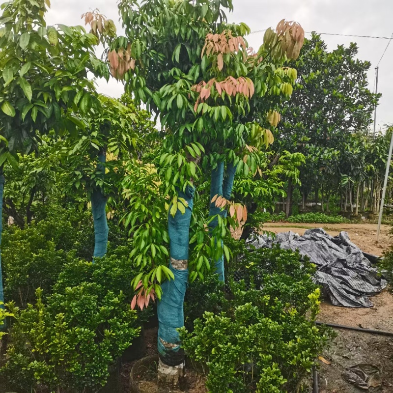荔枝树各种各样果树规格都有可电联详谈