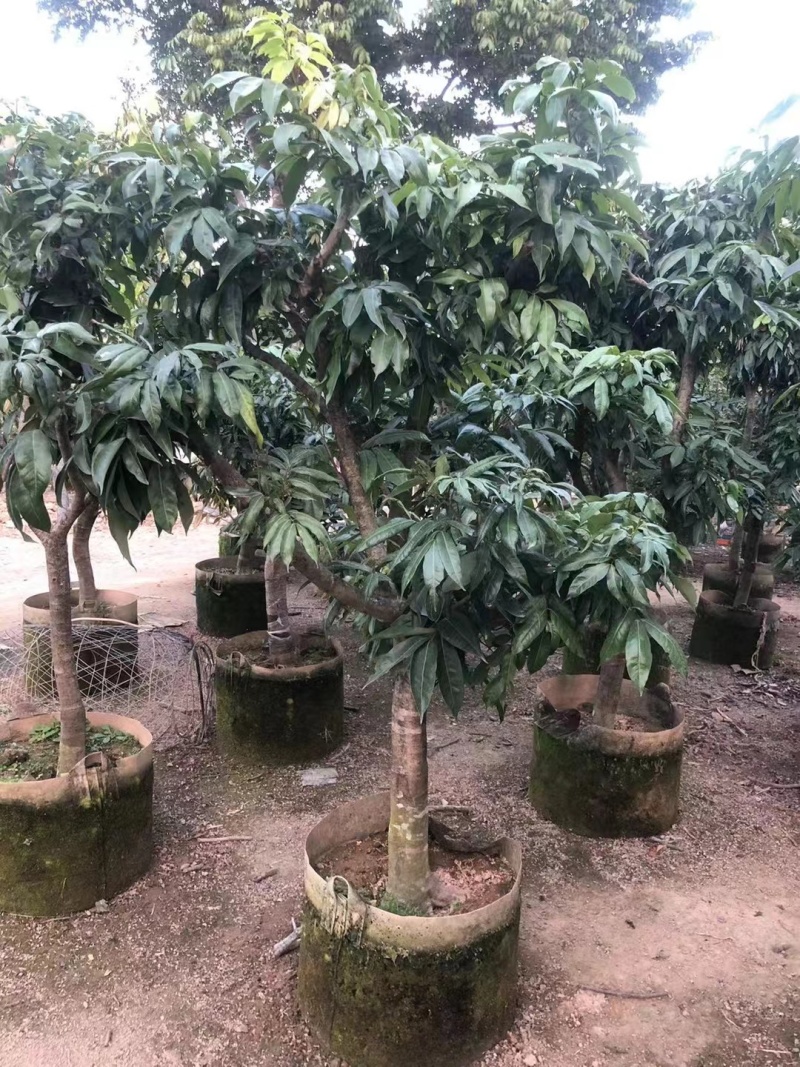 荔枝树各种各样果树规格都有可电联详谈