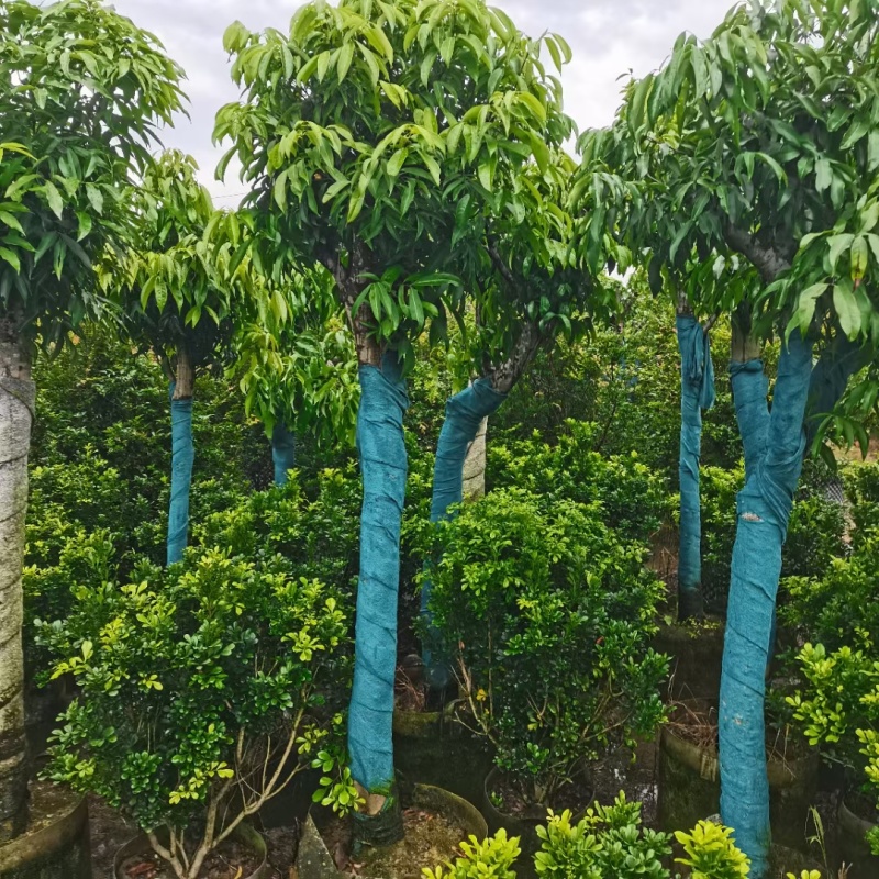 荔枝树各种各样果树规格都有可电联详谈