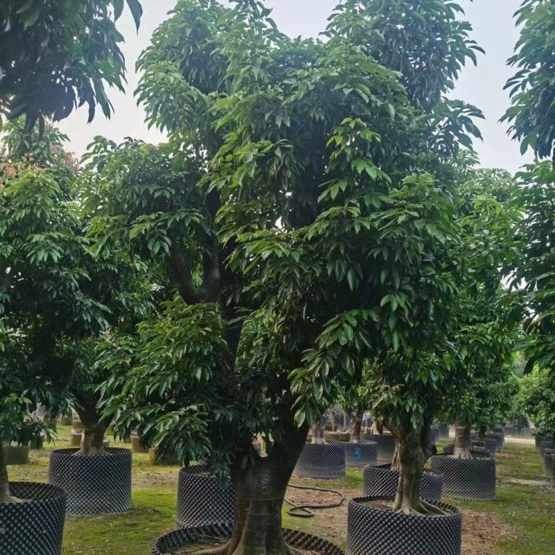 荔枝树各种各样果树规格都有可电联详谈