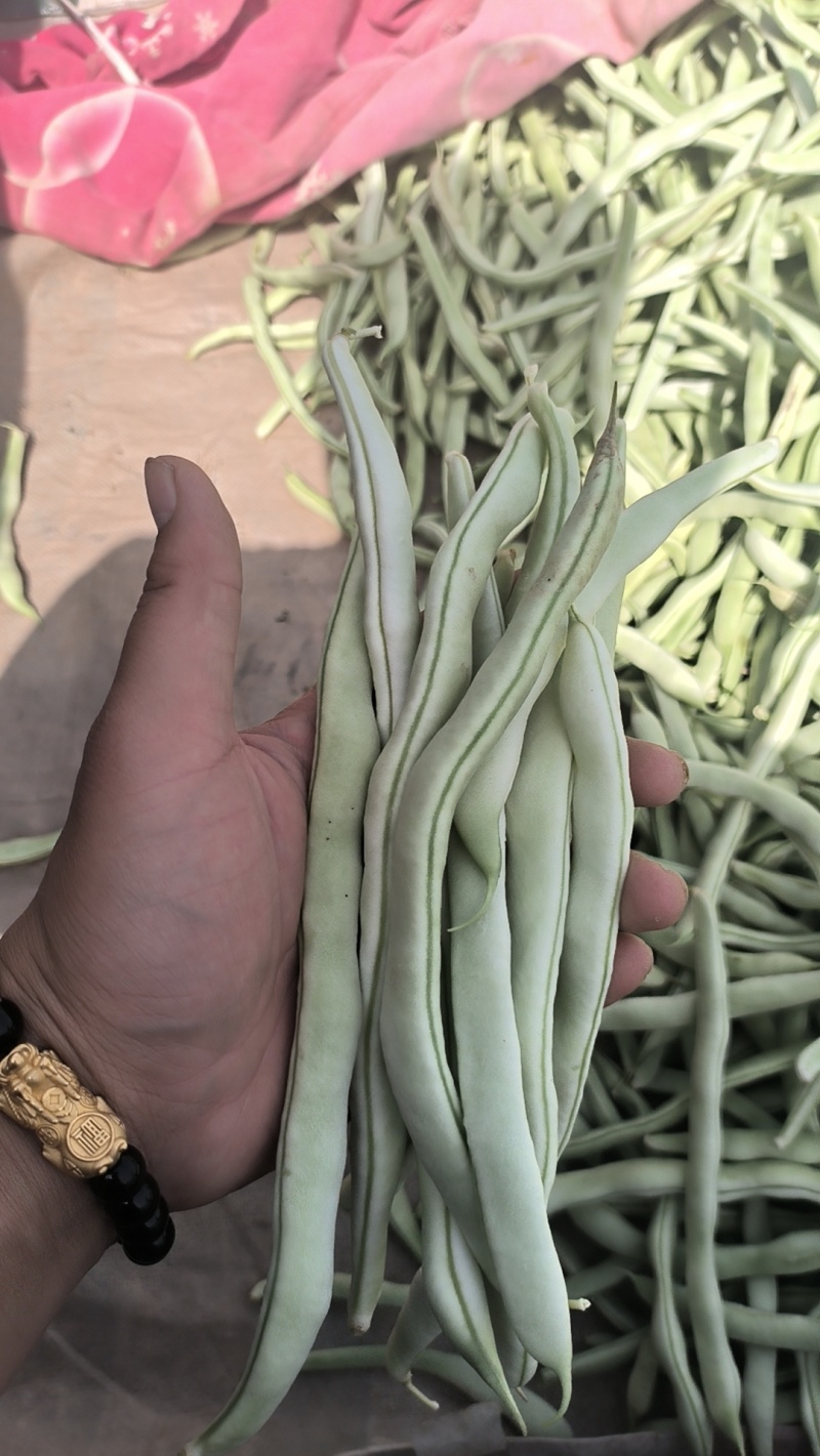 博爱县白芸豆，青扁大量上市中，产地一手货源