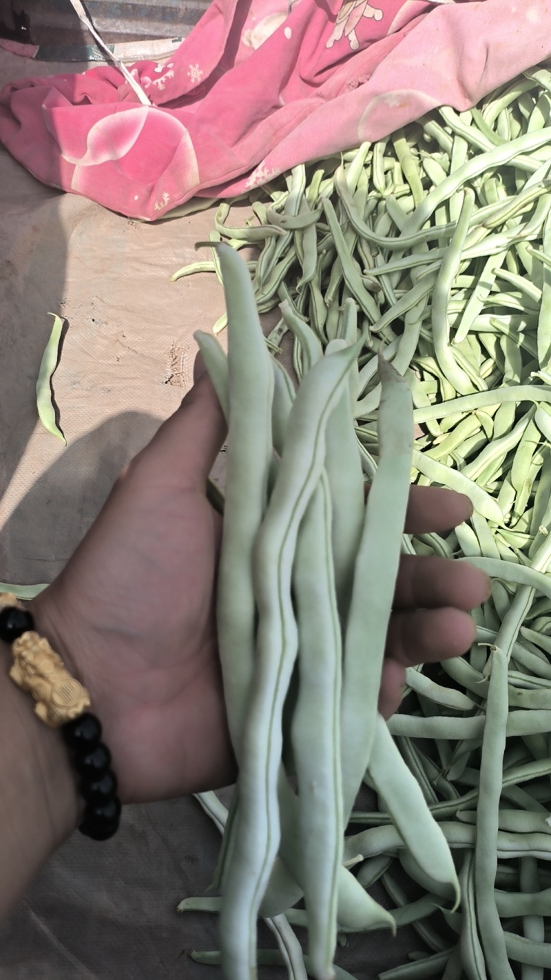 博爱县白芸豆，青扁大量上市中，产地一手货源