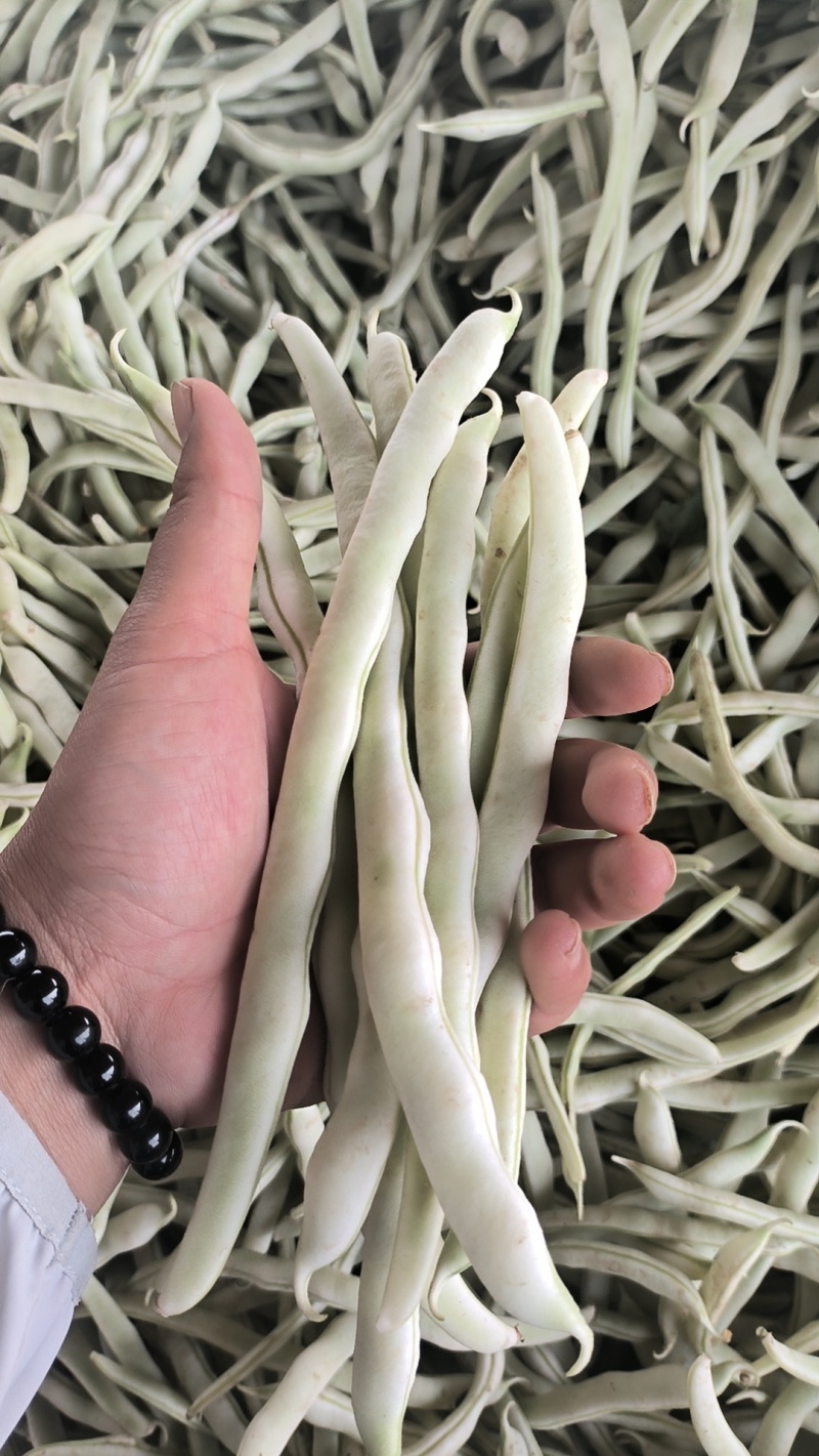 博爱县白芸豆，青扁大量上市中，产地一手货源