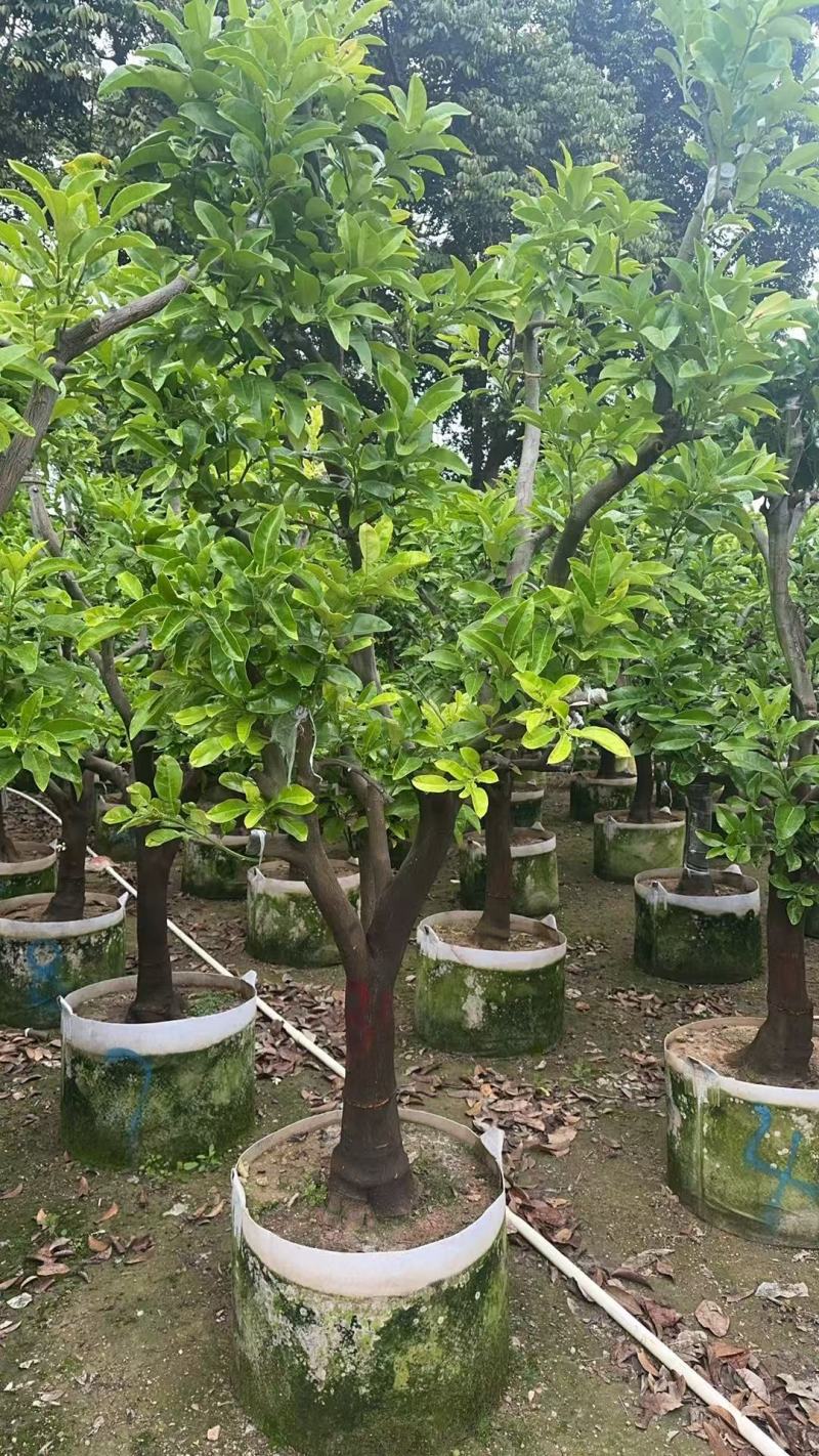 柚子树精品各种各样果树规格齐全价格美丽