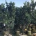 柚子树精品各种各样果树规格齐全价格美丽