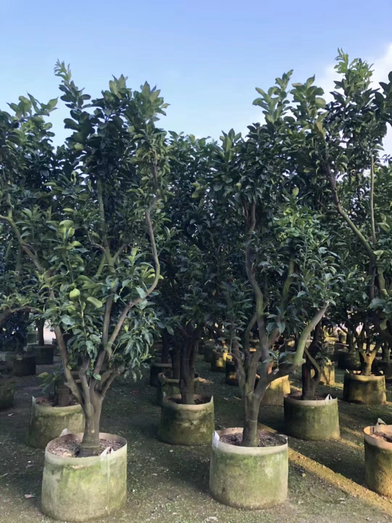 柚子树精品各种各样果树规格齐全价格美丽