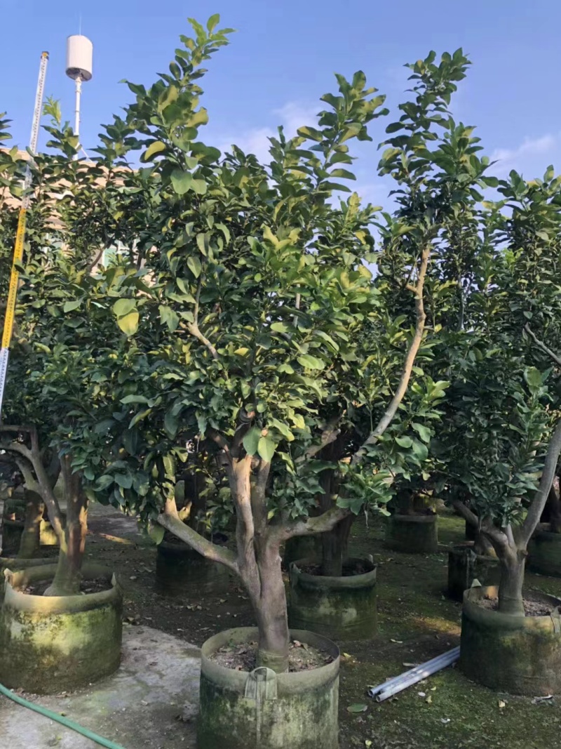 柚子树精品各种各样果树规格齐全价格美丽