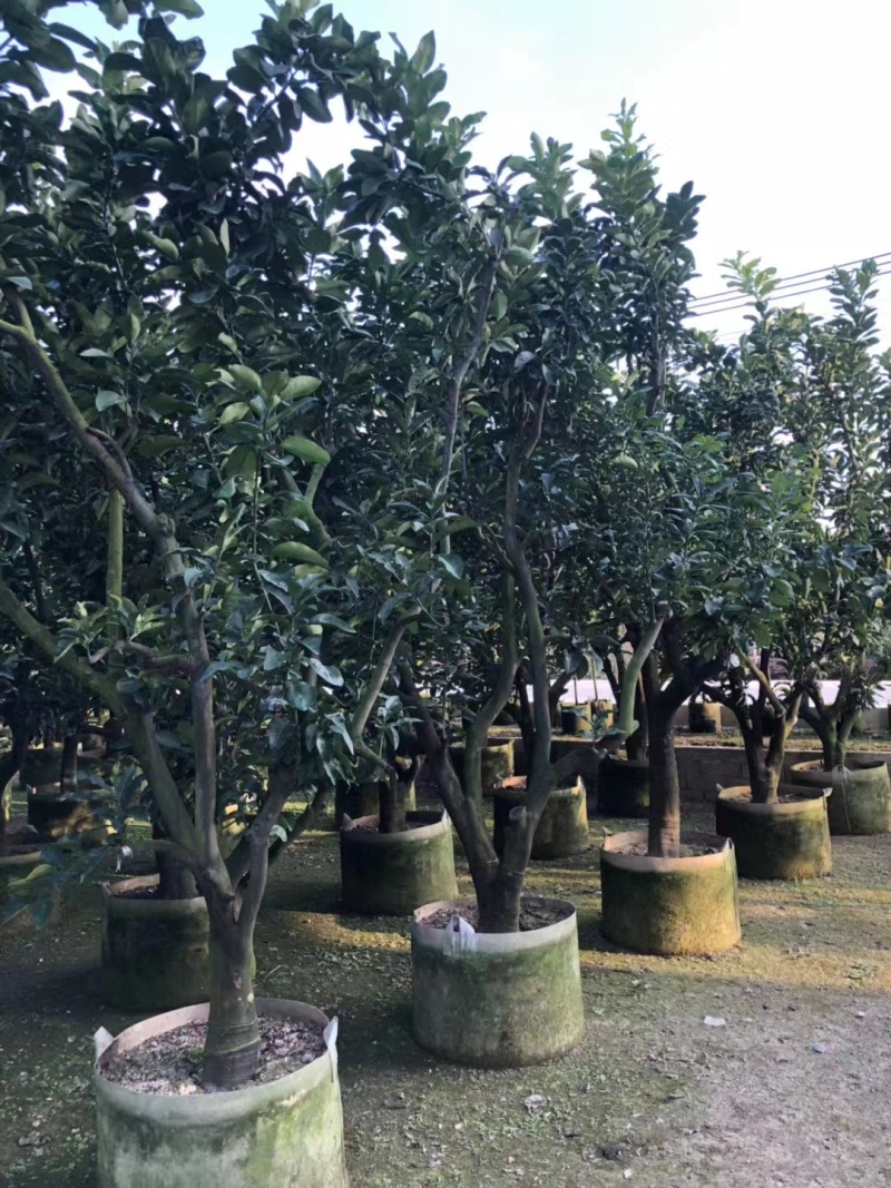 柚子树精品各种各样果树规格齐全价格美丽