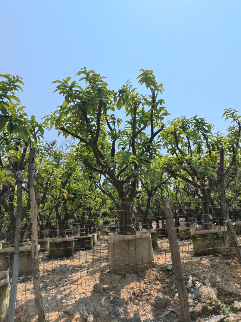 柚子树精品各种各样果树规格齐全价格美丽