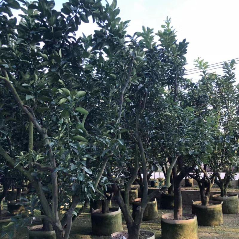 柚子树精品各种各样果树规格齐全价格美丽