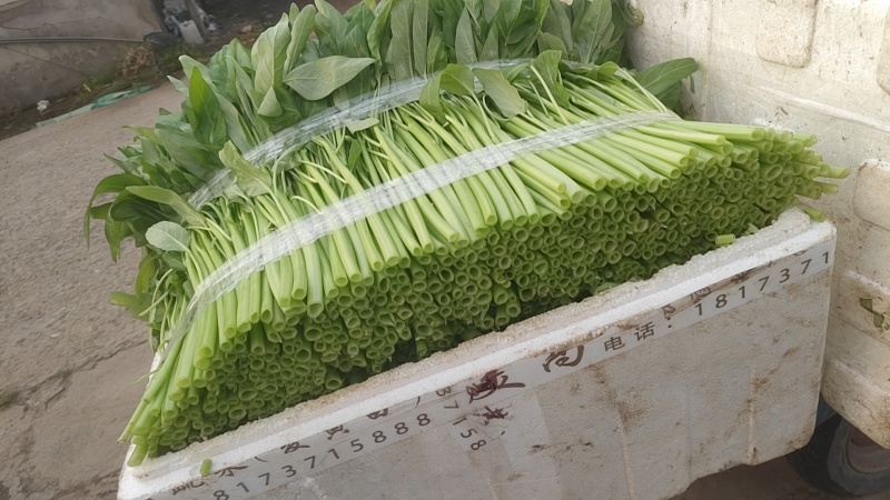 空心菜，价格上量从优！