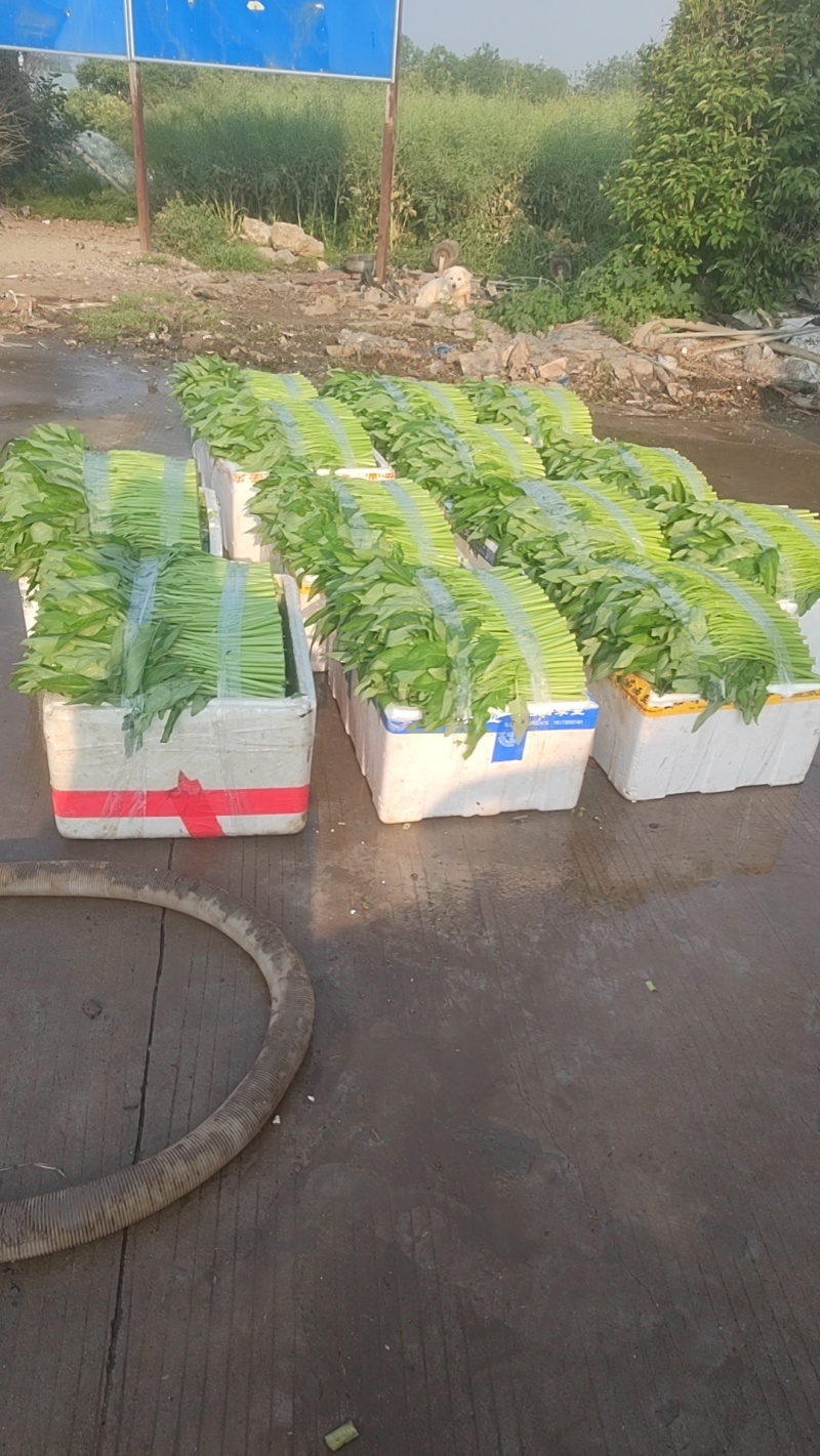 空心菜，价格上量从优！