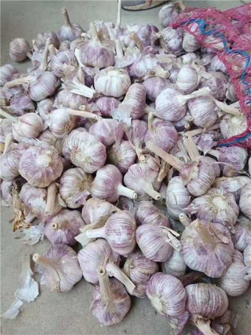 开封通许大蒜大量上货欢迎实地考察看货也可接受预订