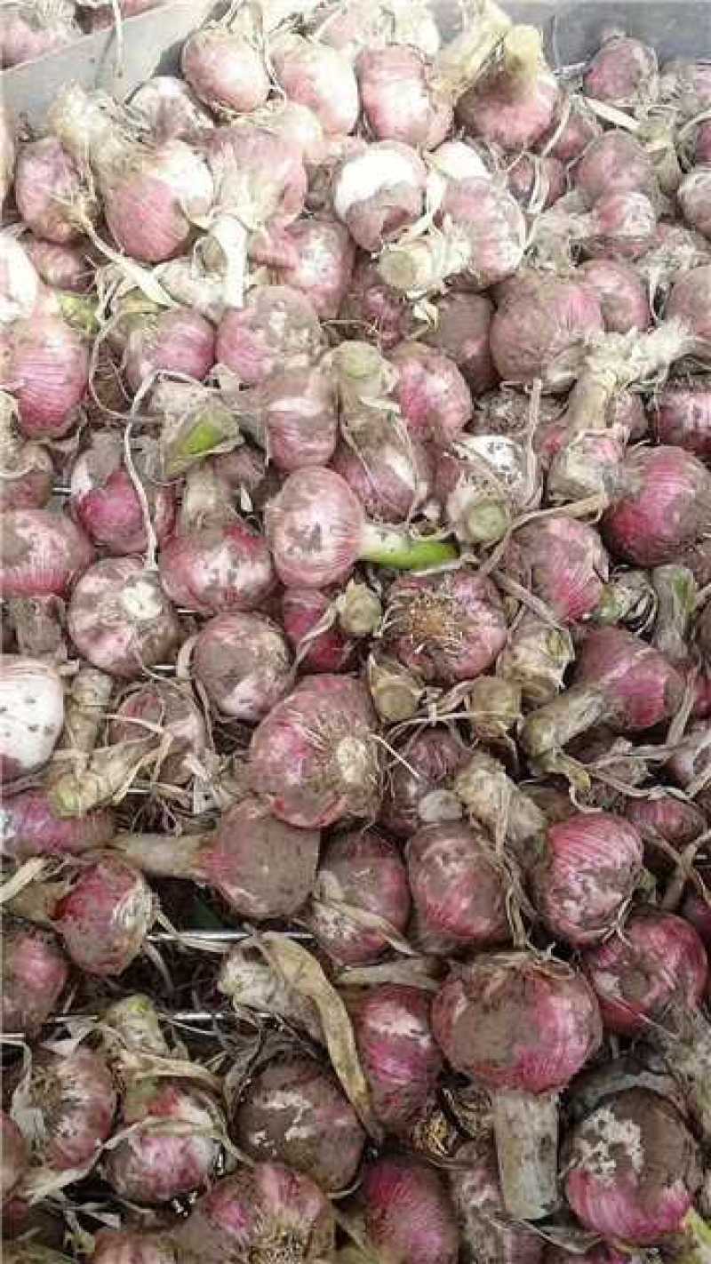开封通许大蒜大量上货欢迎实地考察看货也可接受预订