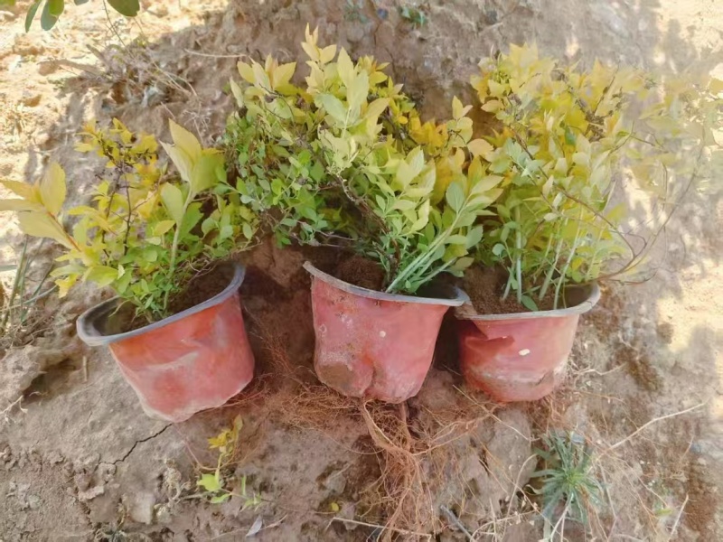 金山绣线菊