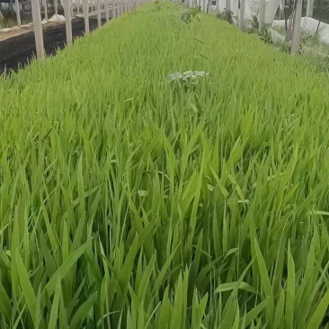 蓝花鸢尾