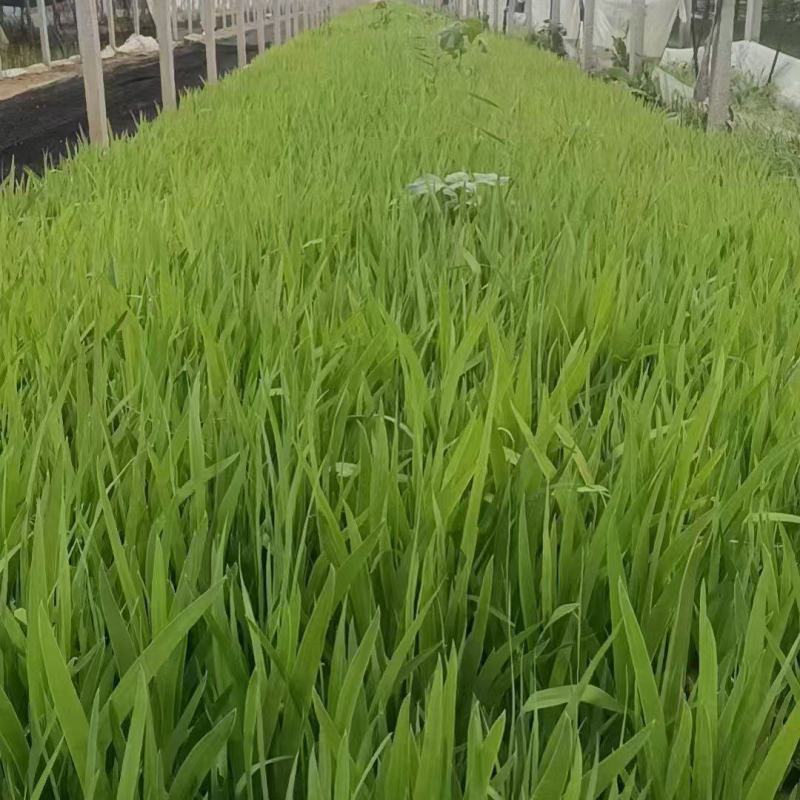 蓝花鸢尾