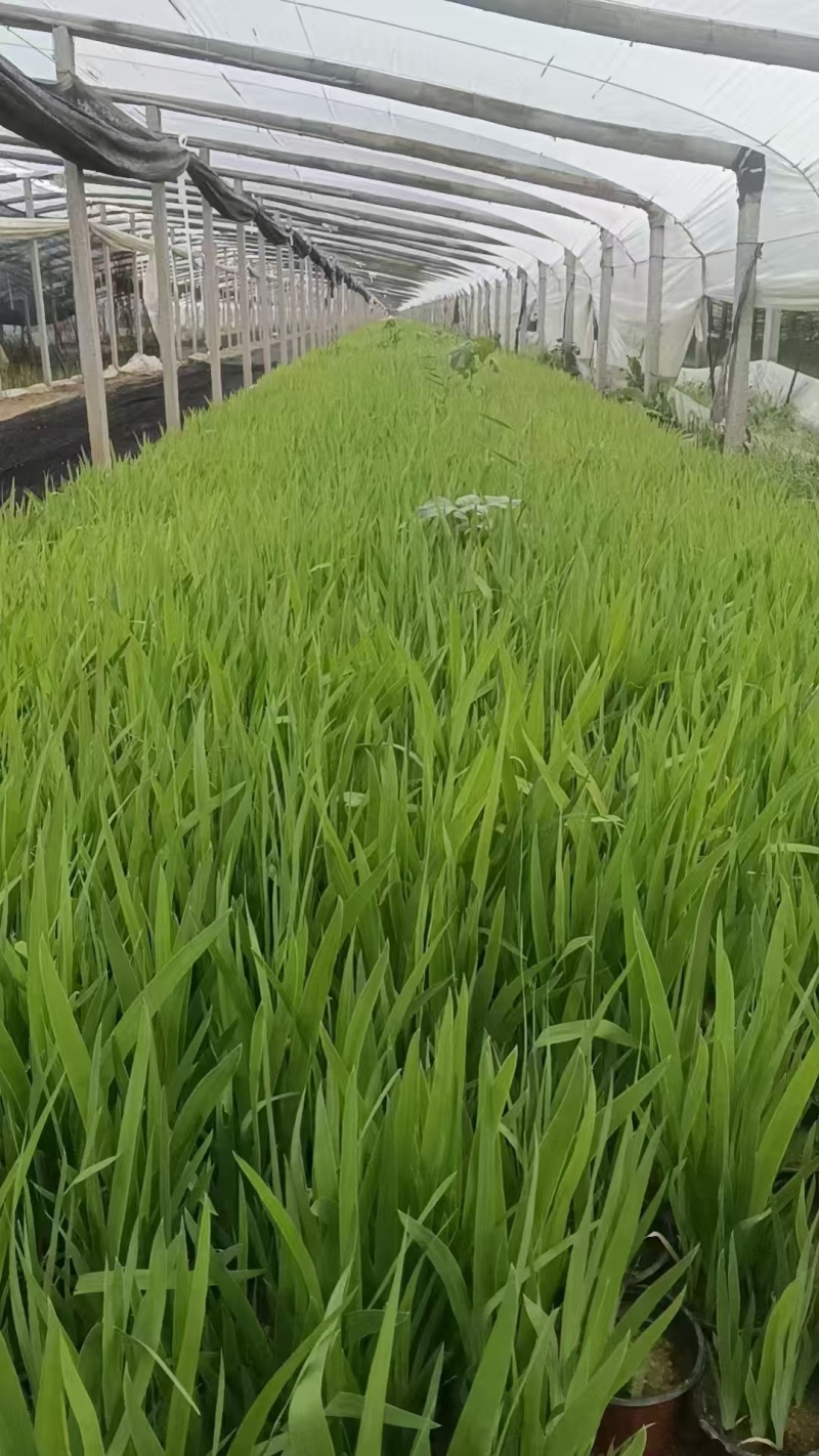 蓝花鸢尾