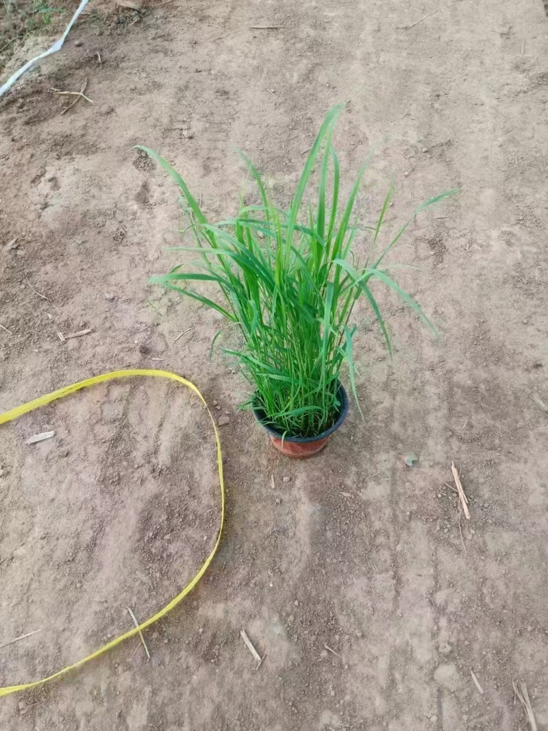 芦苇