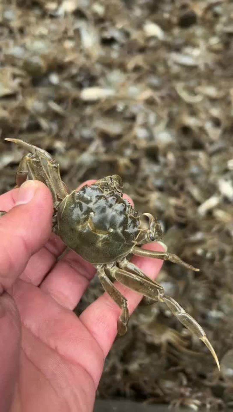 盘锦优质蟹苗，放生苗，可养殖，可做油炸小河蟹，保质保量