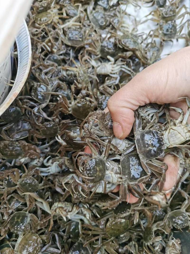 盘锦优质蟹苗，放生苗，可养殖，可做油炸小河蟹，保质保量