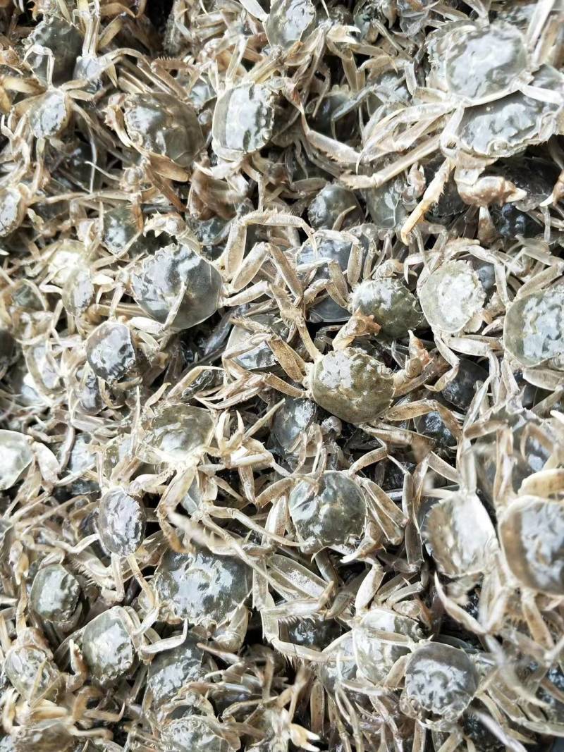 盘锦优质蟹苗，放生苗，可养殖，可做油炸小河蟹，保质保量
