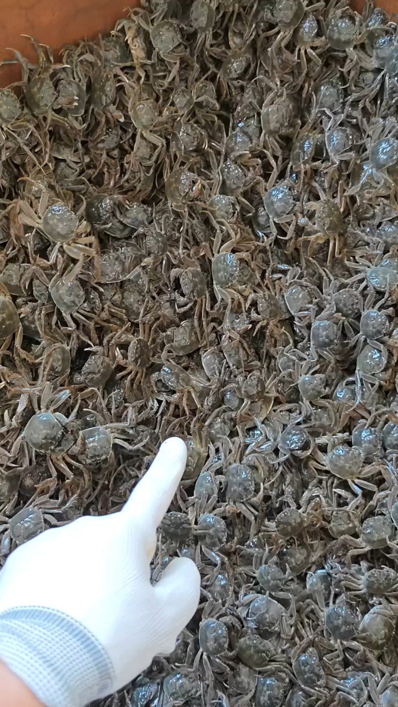 盘锦优质蟹苗，放生苗，可养殖，可做油炸小河蟹，保质保量