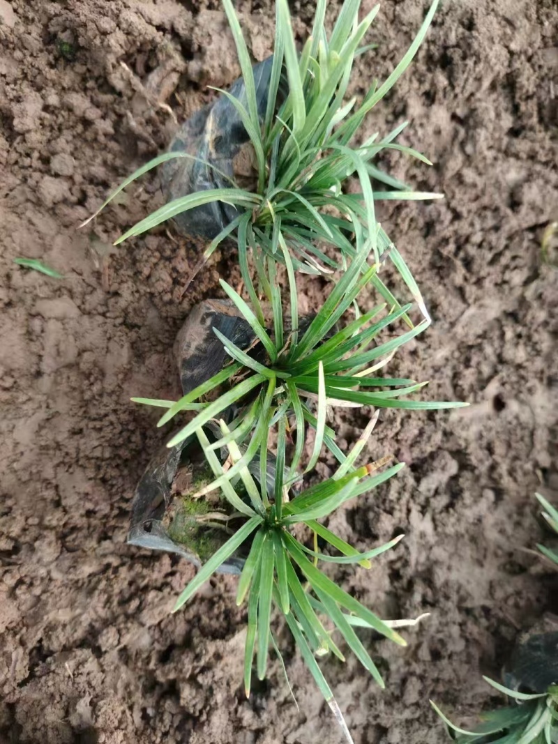 玉龙草