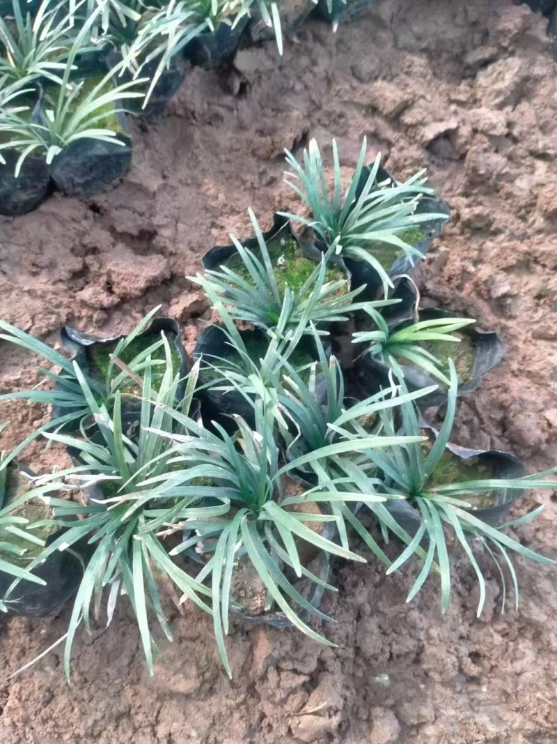 玉龙草