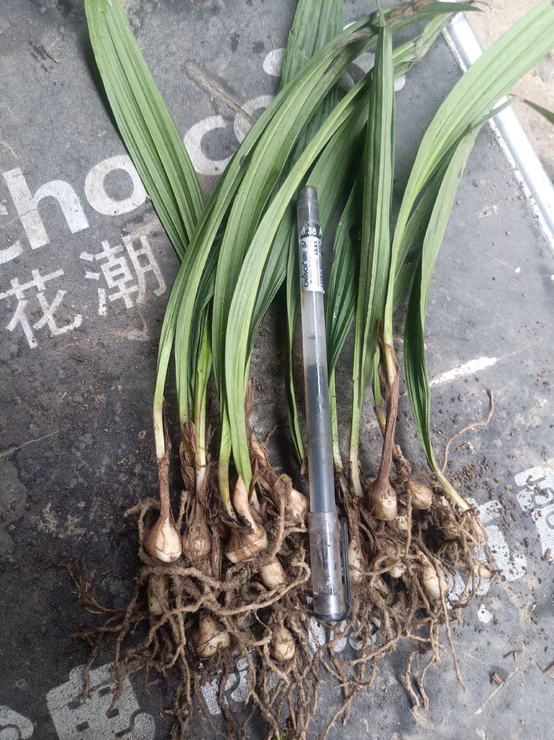 毛慈姑苗子