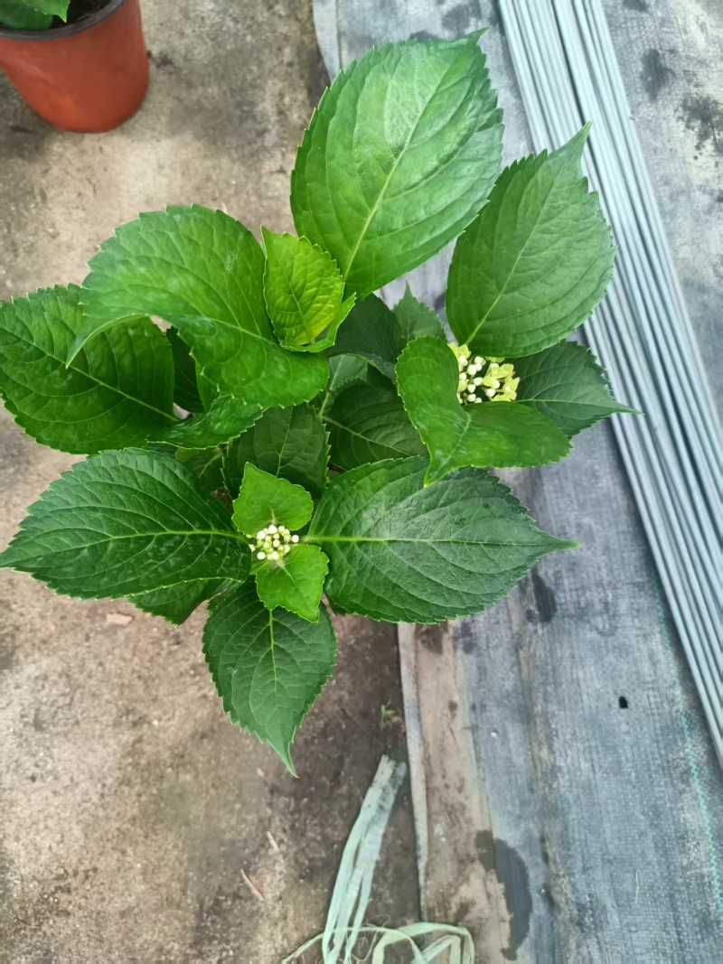 绣球花，