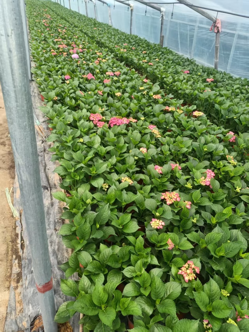 绣球花，