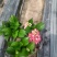 绣球花，