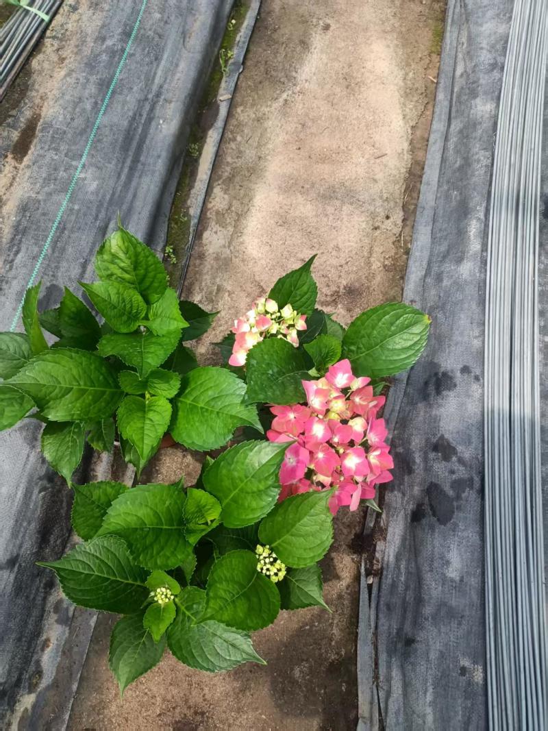 绣球花，