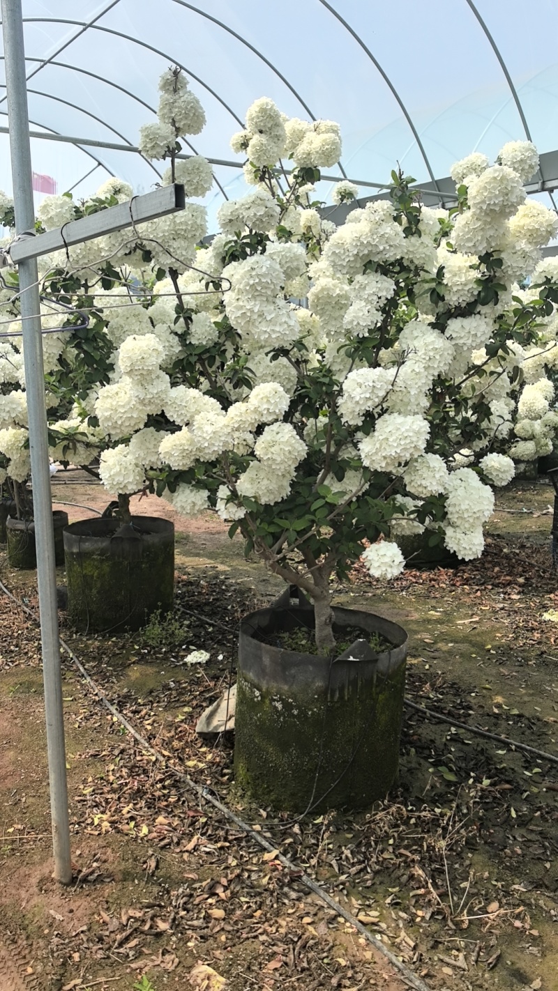 绣球花，