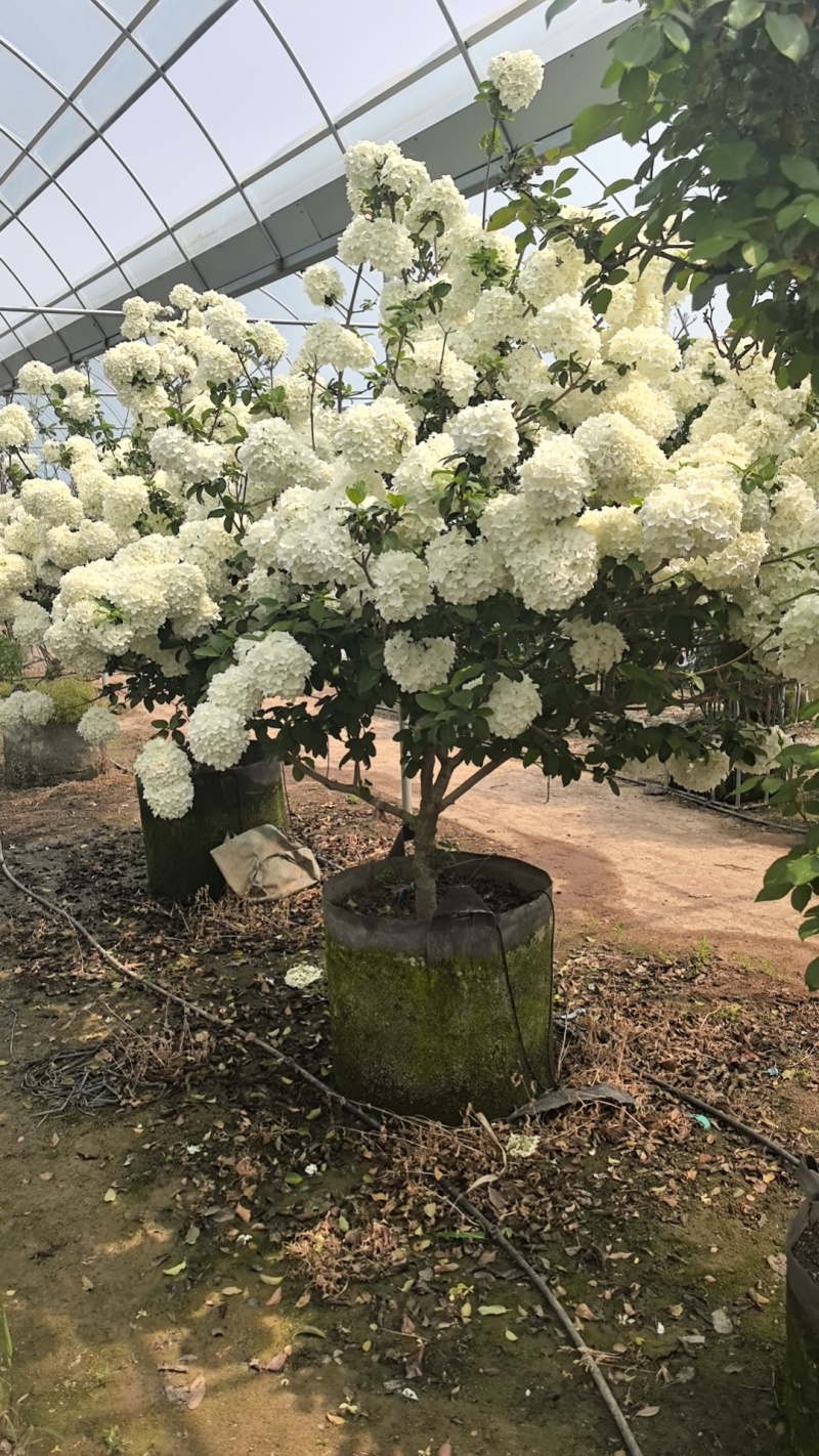 绣球花，