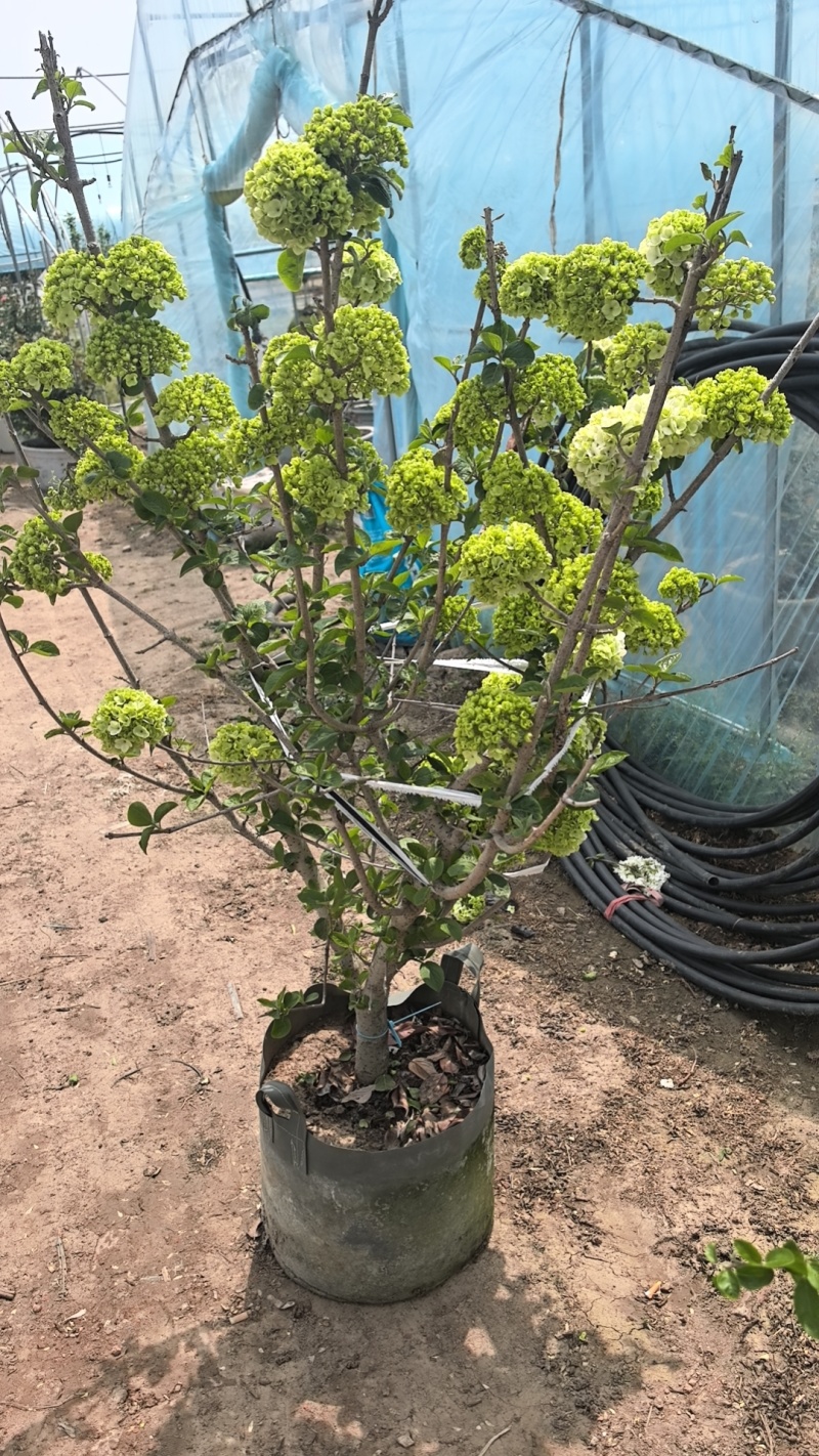 绣球花，