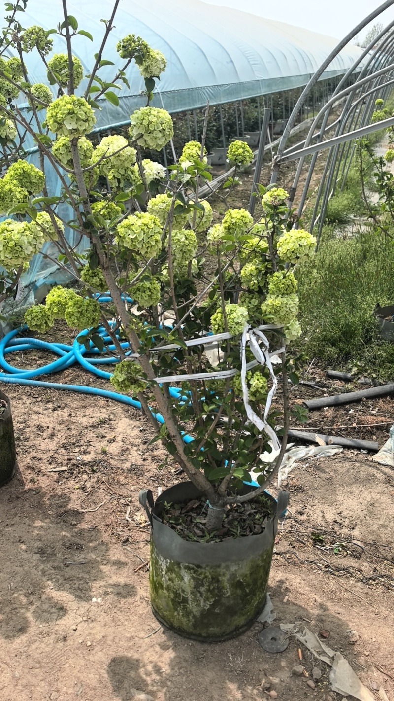 绣球花，