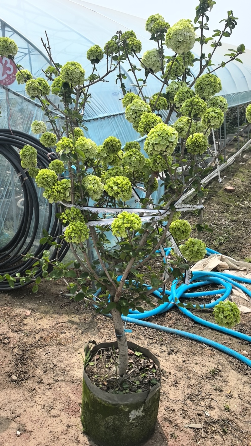 绣球花，