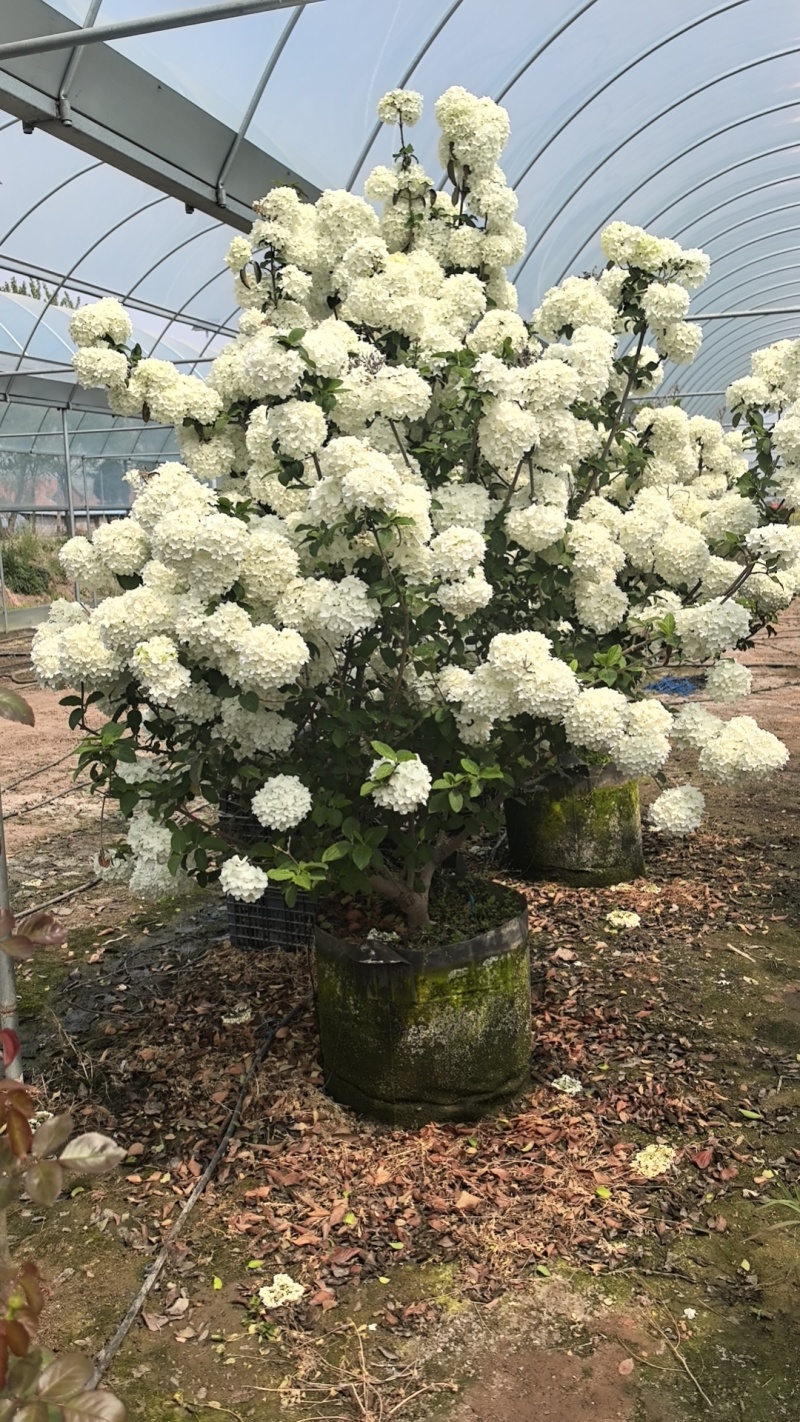 绣球花，