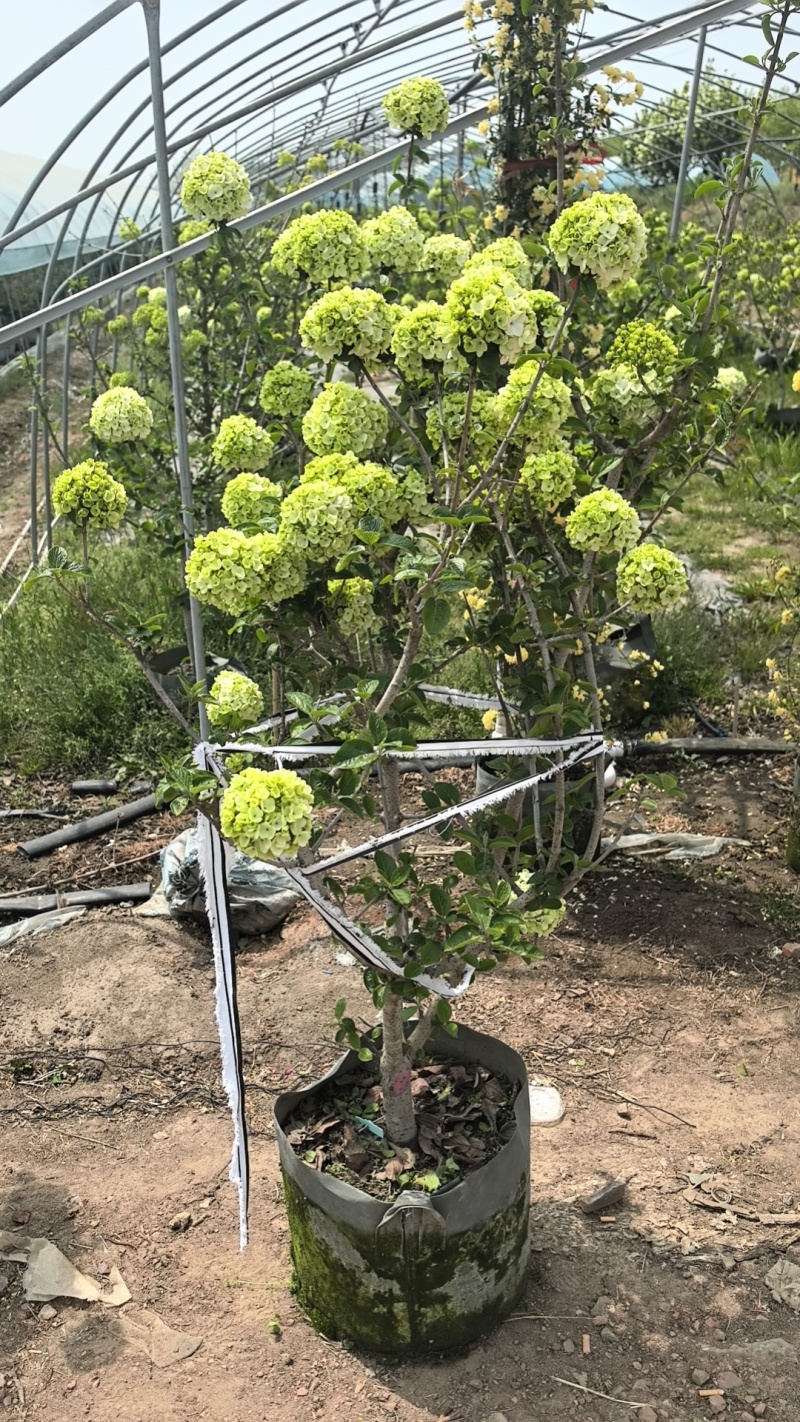 绣球花，