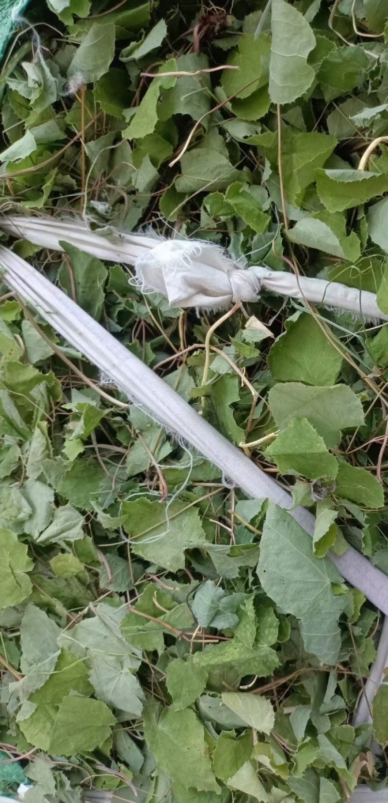 淫羊藿甘肃高含量淫羊藿陇南小圆叶