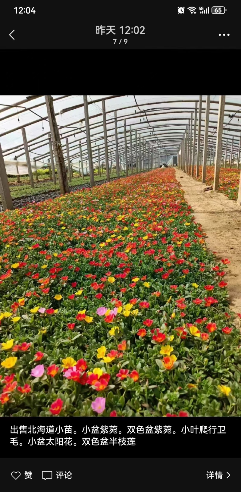 太阳花
