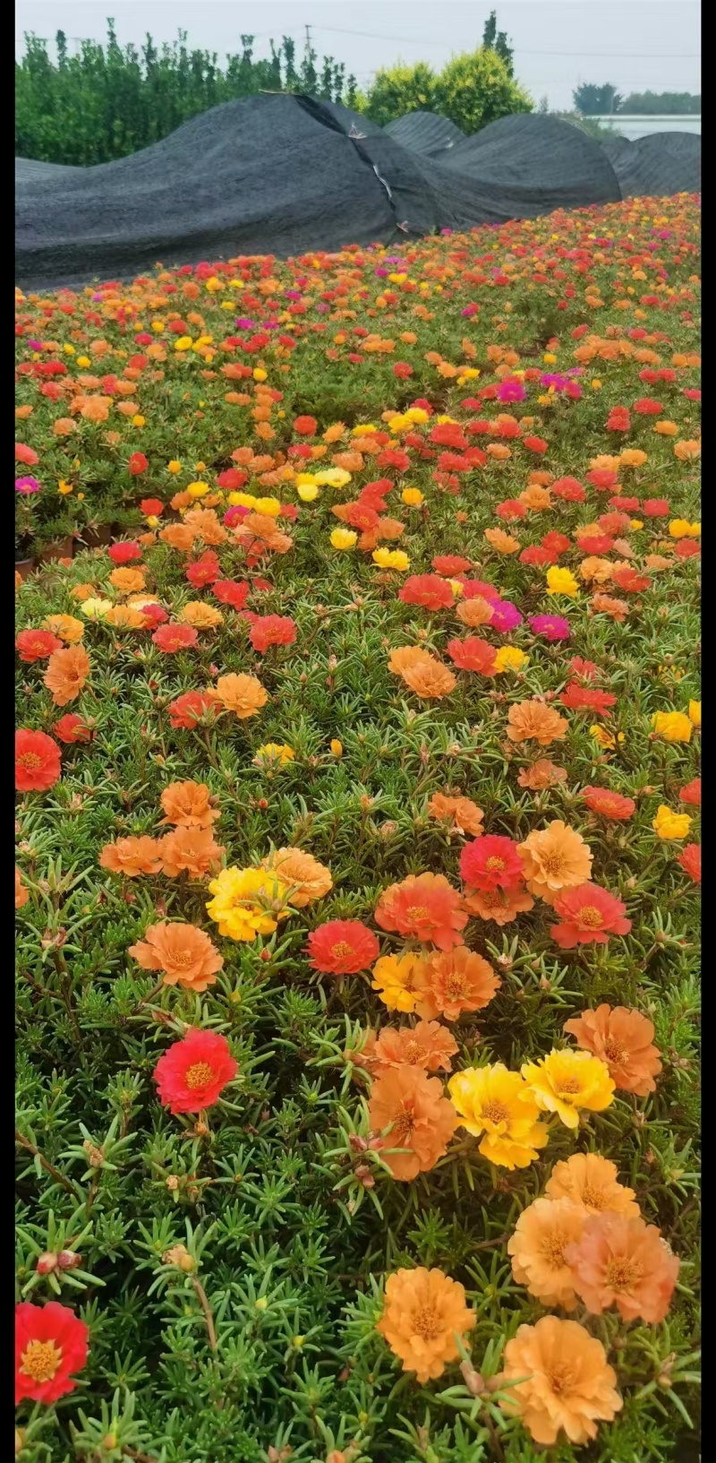 太阳花