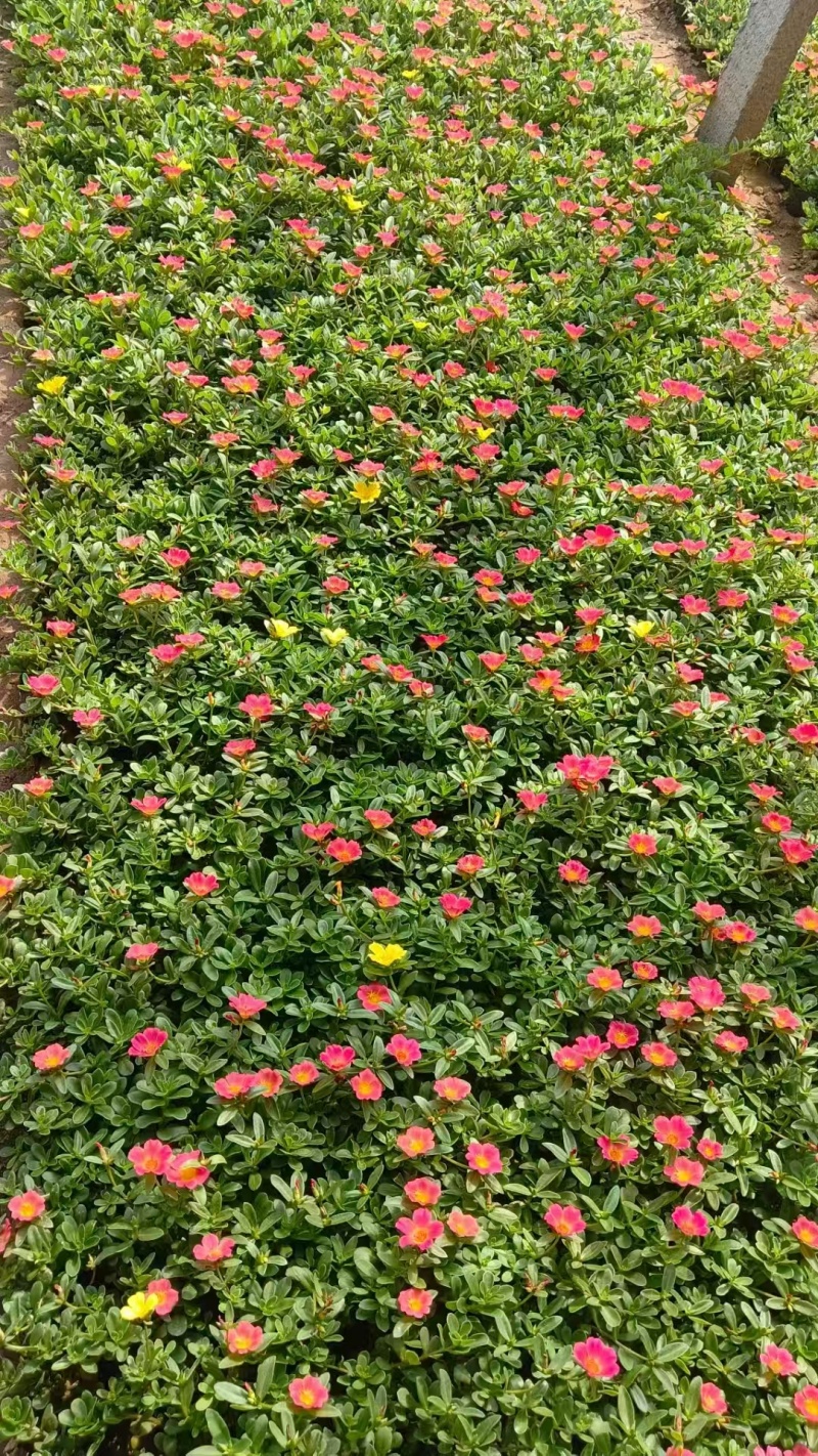 太阳花